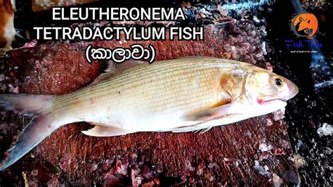 mamali fish|Eleutheronema tetradactylum .